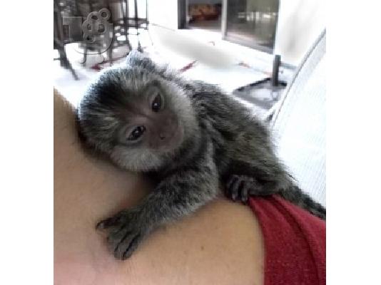 PoulaTo: Ποιοτική φυλή ζεύγη μωρών Finger Marmoset Monkeys 4 Εκπτώσεις