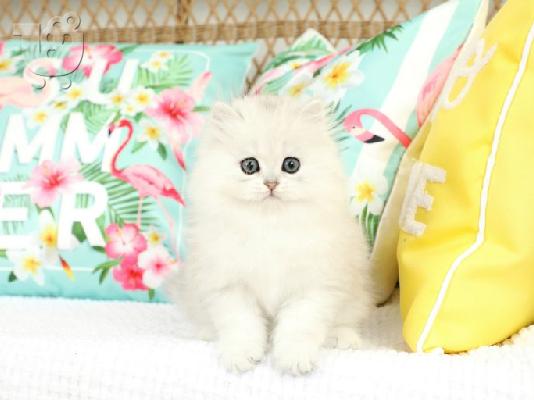 Περσικά γατάκια- Persian kittens