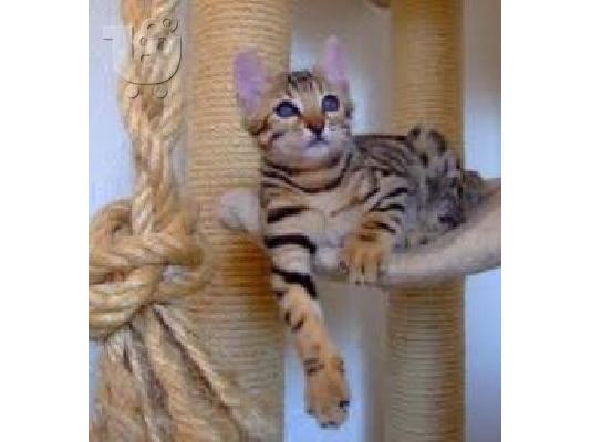 PoulaTo: male and a female Bengal Kittens