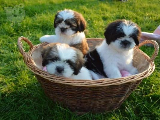 PoulaTo: Dogo Argentino Puppies Ready