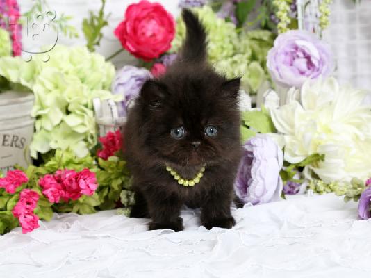 PoulaTo: Όμορφα περσικά γατάκια για υιοθεσία