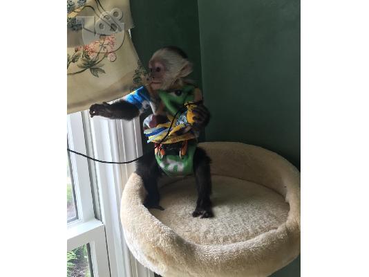 PoulaTo: Διαθέσιμοι πίθηκοι Capuchin γεμάτοι συναίσθημα