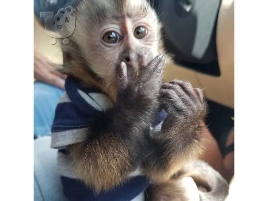 PoulaTo: Διαθέσιμοι πίθηκοι Capuchin γεμάτοι συναίσθημα