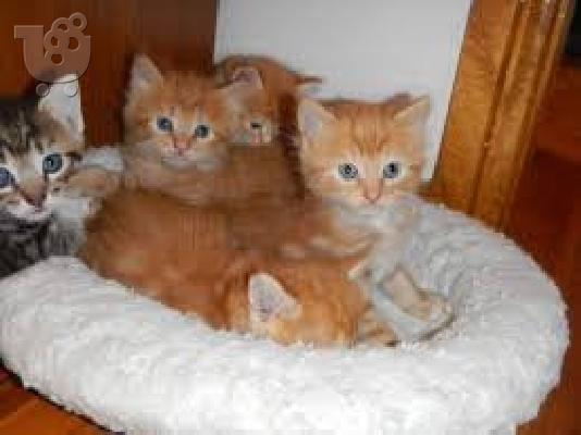 PoulaTo: Maine Coon Cats και γατάκια
