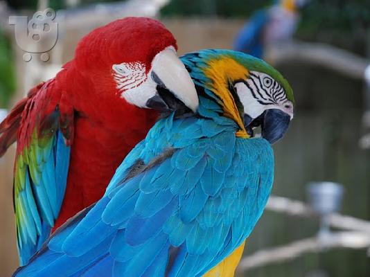 PoulaTo: Παπαγάλοι Macaw από το εκτροφείο