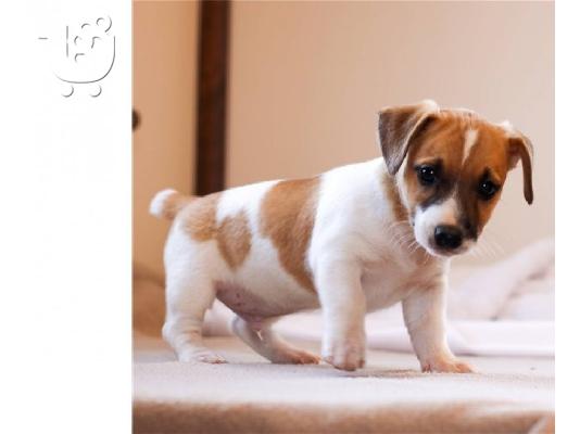 PoulaTo: Όμορφα κουτάβια Jack Russell Terrier για καλό σπίτι