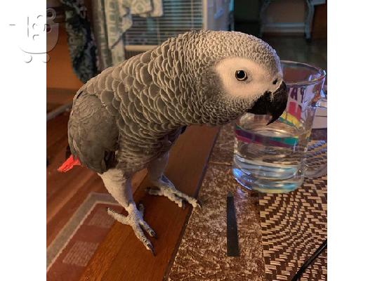 PoulaTo: Charlie African Grey Parrot πολύ αγαπητό και φιλικό