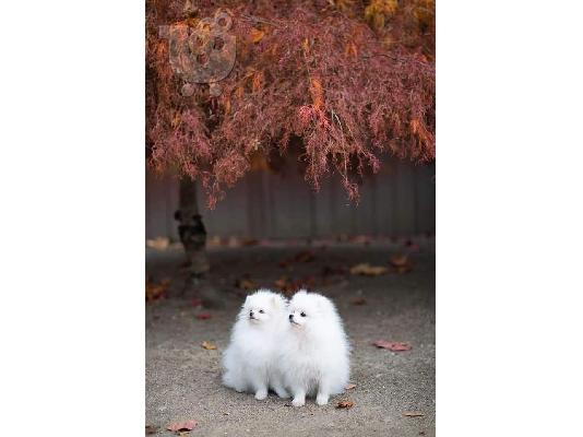 PoulaTo: Amazing Little Pomeranian Puppies
