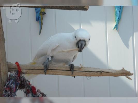 PoulaTo: Ομπρέλα παπαγάλοι Cockatoo