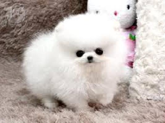 PoulaTo: Pomeranian Mini