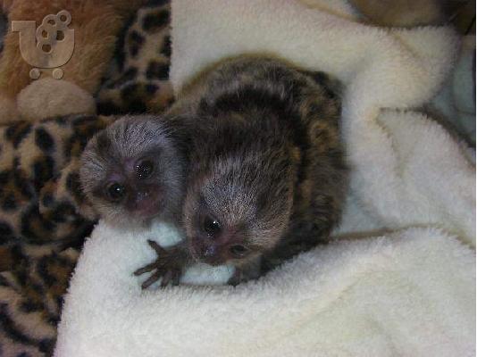 PoulaTo: Δύο κουτάβια marmoset χρειάζεται μια νέα οικογένεια