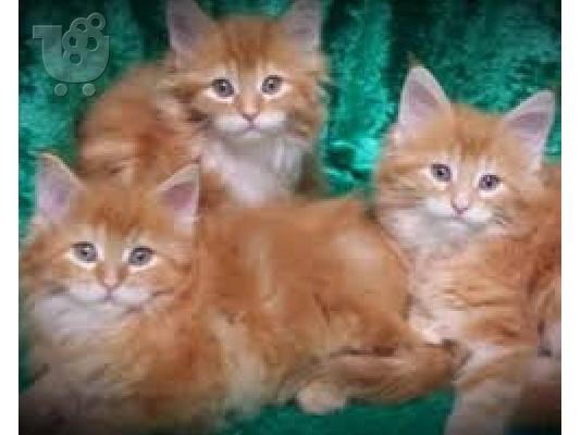 Maine Coon γατάκια για υιοθεσία
