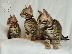 PoulaTo: Όμορφα γατάκια της Βεγγάλης εγγεγραμμένα στην Tica....