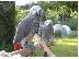 PoulaTo: Ζεύγος παπαγάλων Grey παπαγάλοι της Αφρικής