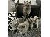 PoulaTo: British Shorthair Kittens Ready