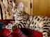 PoulaTo: Υγιή γατάκια γατάκι προς πώληση