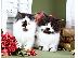 PoulaTo: Περσικά γατάκια προς πώληση καλά εκπαιδευμένα και καλά κοινωνικοποιημένα...