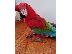 PoulaTo: μιλώντας scarlet παπαγάλος macaw για 200 €