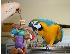 PoulaTo: Tame Blue και Gold Macaw 12mths με το κλουβί και τα παιχνίδια
