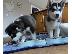 PoulaTo: Όμορφα κουτάβια Siberian Husky για καλό σπίτι