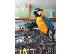 PoulaTo: Πωλείται παπαγάλος Machow