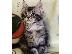 PoulaTo: Maine Coon γατάκια για υιοθεσία