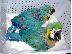 PoulaTo: DNA εξέτασε τα μωρά παπαγάλοι macaw για 200 €