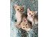 PoulaTo: Όμορφη ασιατική γατάκια