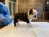 PoulaTo: Υγιή στο σπίτι εκπαιδευμένα κουτάβια Boston Terrier