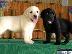 PoulaTo: Κουτάβια Λαμπραντόρ/ Labrador puppies