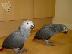 PoulaTo: babies congo african grey parrot for 199€