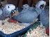 PoulaTo: christmas babies  congo african grey parrot for 150€