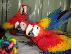 PoulaTo: Scarlet papagálos macaw gia 200 evró