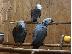 PoulaTo: African Grey Παπαγάλοι προς πώληση