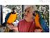 PoulaTo: For Rehoming Male and Female Blue And Gold Macaws