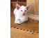 PoulaTo: Αξιολάτρευτα γατάκια Siamese προς πώληση