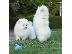 PoulaTo: Χαριτωμένα κουτάβια Pomeranian σε μέγεθος παιχνιδιού
