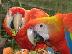PoulaTo: όμορφη παπαγάλος Scarlet μακώ για € 200