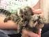 PoulaTo: Baby Marmoset Monkeys For Adoption.