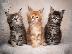 PoulaTo: Αξιολάτρευτα γατάκια Maine Coon διαθέσιμα για νέα σπίτια....