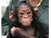 PoulaTo: βαβυ μαϊμού χιμπανζέε για € 300