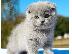 PoulaTo: Scottish Fold kittens - Σκωτσέζικα γατάκια Φολντ