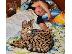 PoulaTo: Savannah Kittens