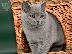 PoulaTo: Χαριτωμένα γατάκια της British Blue Shorthair