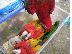 PoulaTo: Baby παπαγάλοι macaw