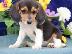 PoulaTo: αρσενικά και θηλυκά χαριτωμένα κουτάβια Beagle