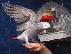 PoulaTo: Δύο Grey Παπαγάλοι για υιοθεσία