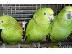 PoulaTo: μωρά παπαγάλοι amazon για 199 €