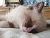 PoulaTo: Όμορφα γατάκια Ragdoll
