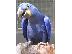 PoulaTo: hyacinth macaw for sale